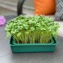 Microgreens Planter – Knowing Nature – Green